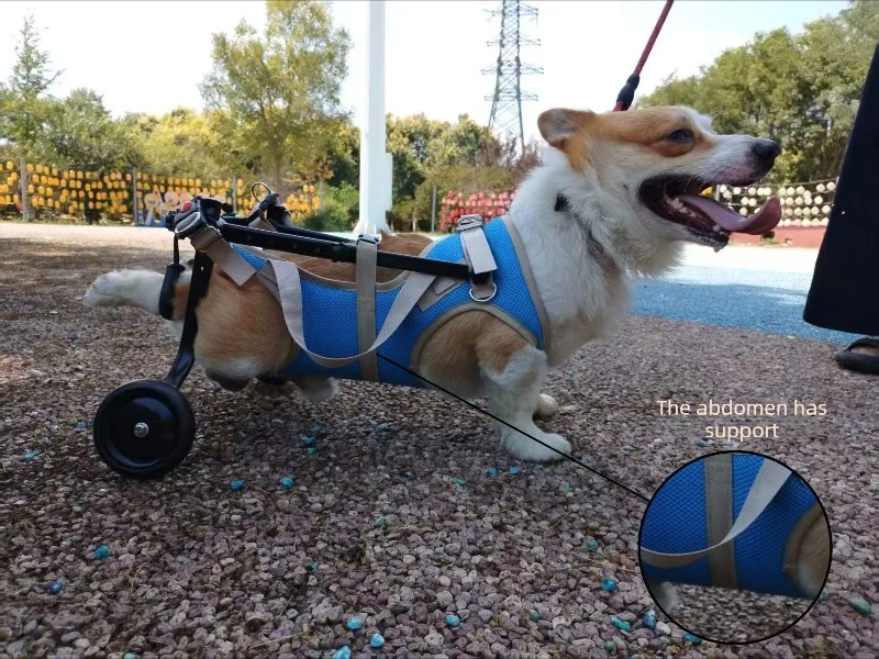 Scooter de entrenamiento para perros discapacitados