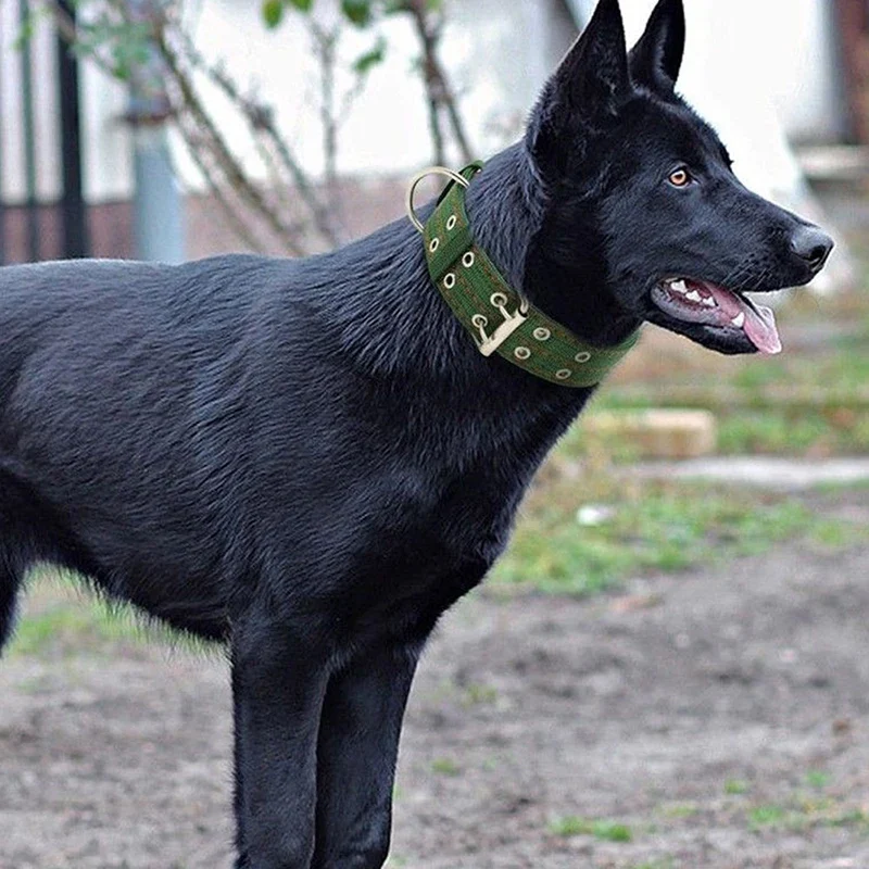 Collar perro resistente y ajustable – Grande y mediano con acero