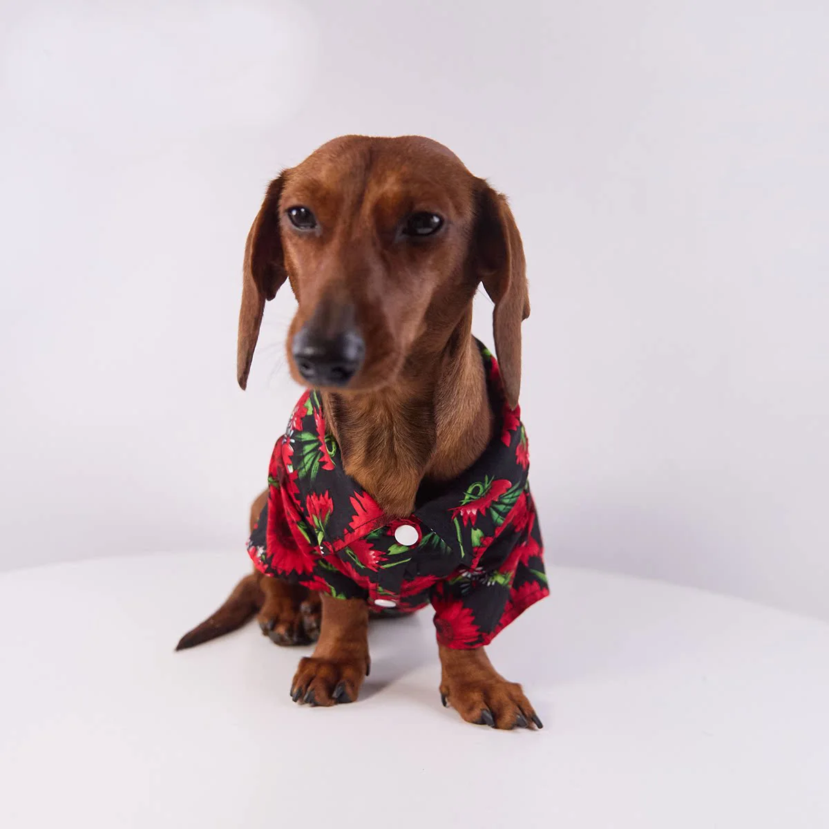 Detalle del estampado floral de la camiseta para perro