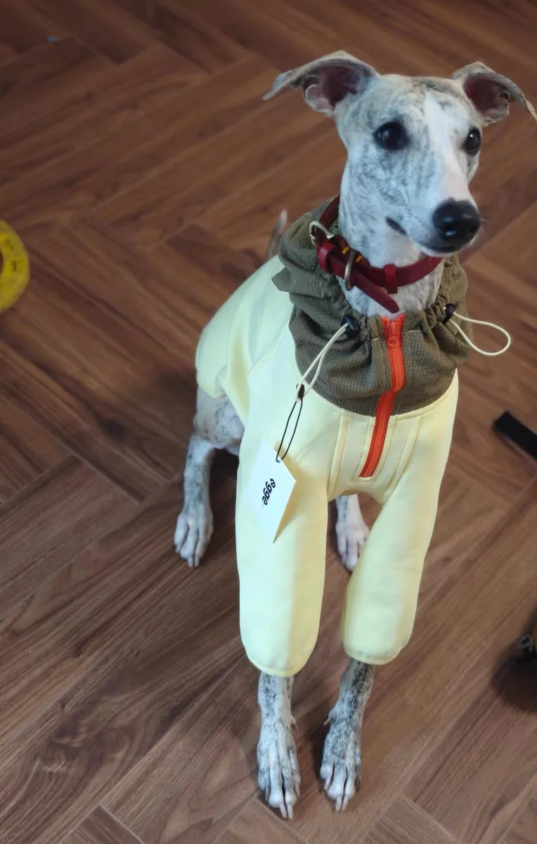Vista frontal de la chaqueta ABQP para perros de pelo corto