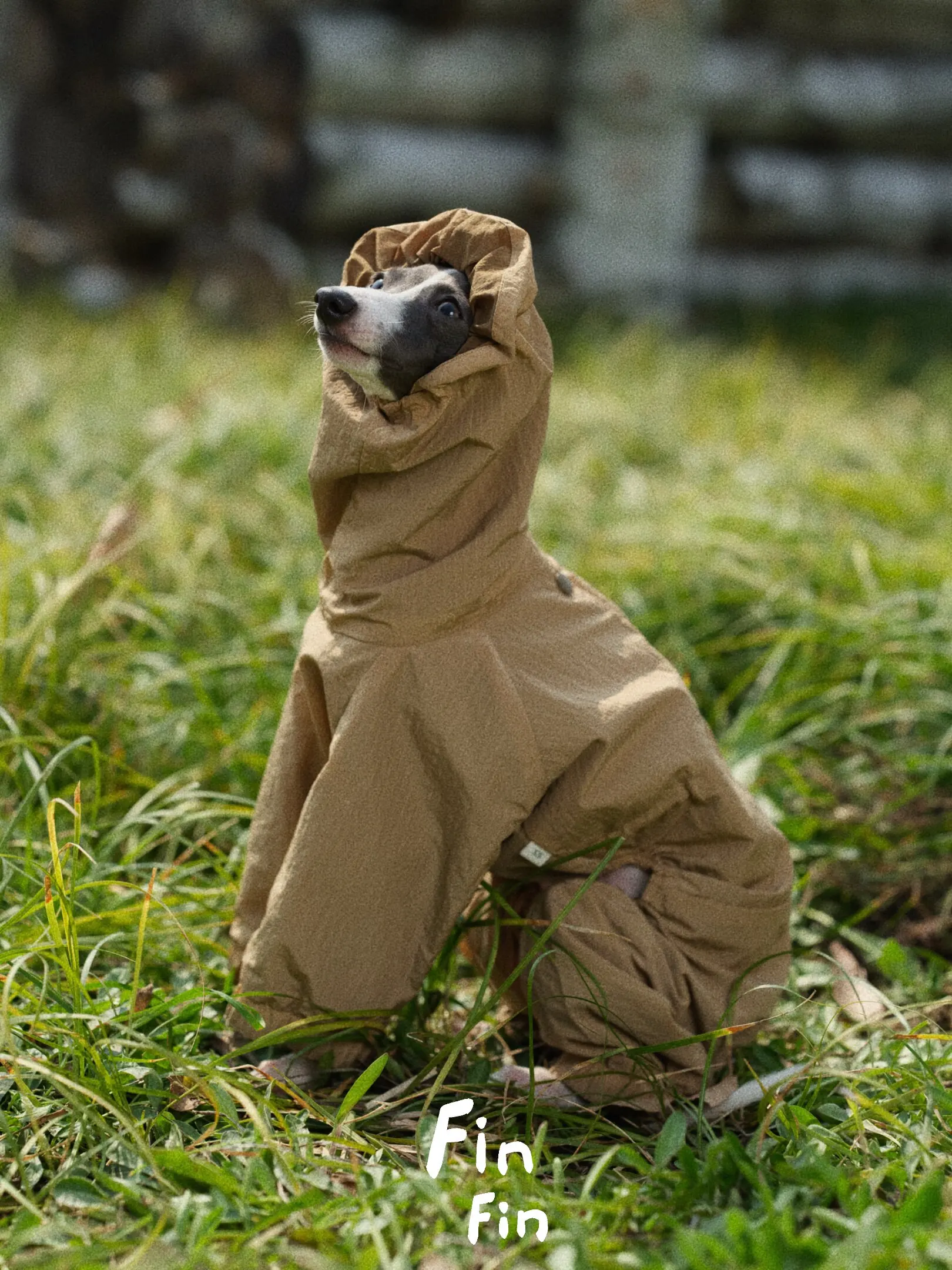Perro usando la chaqueta en un parque otoñal