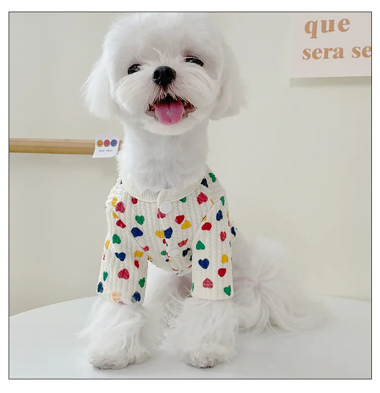 Perro maltés usando el suéter