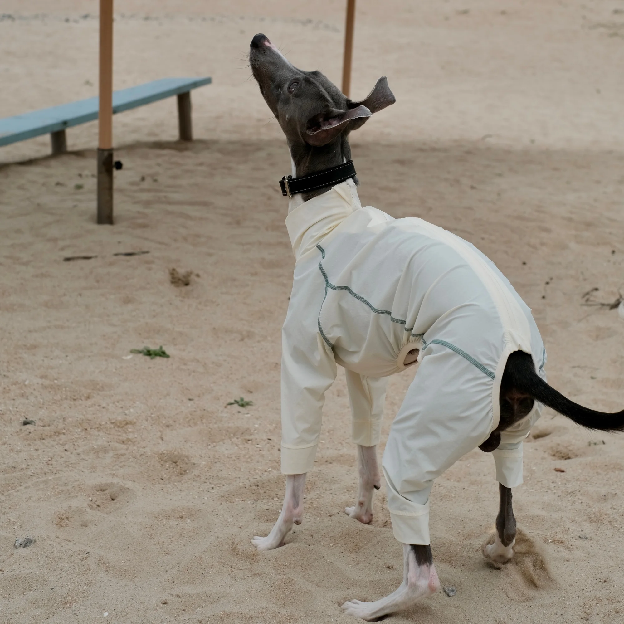 Mono ligero para perros con UPF100+ y mosquitero Galgo Whippet - imagen 3