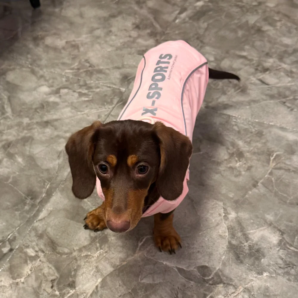 Detalle de ajuste del chaleco para perro dachshund