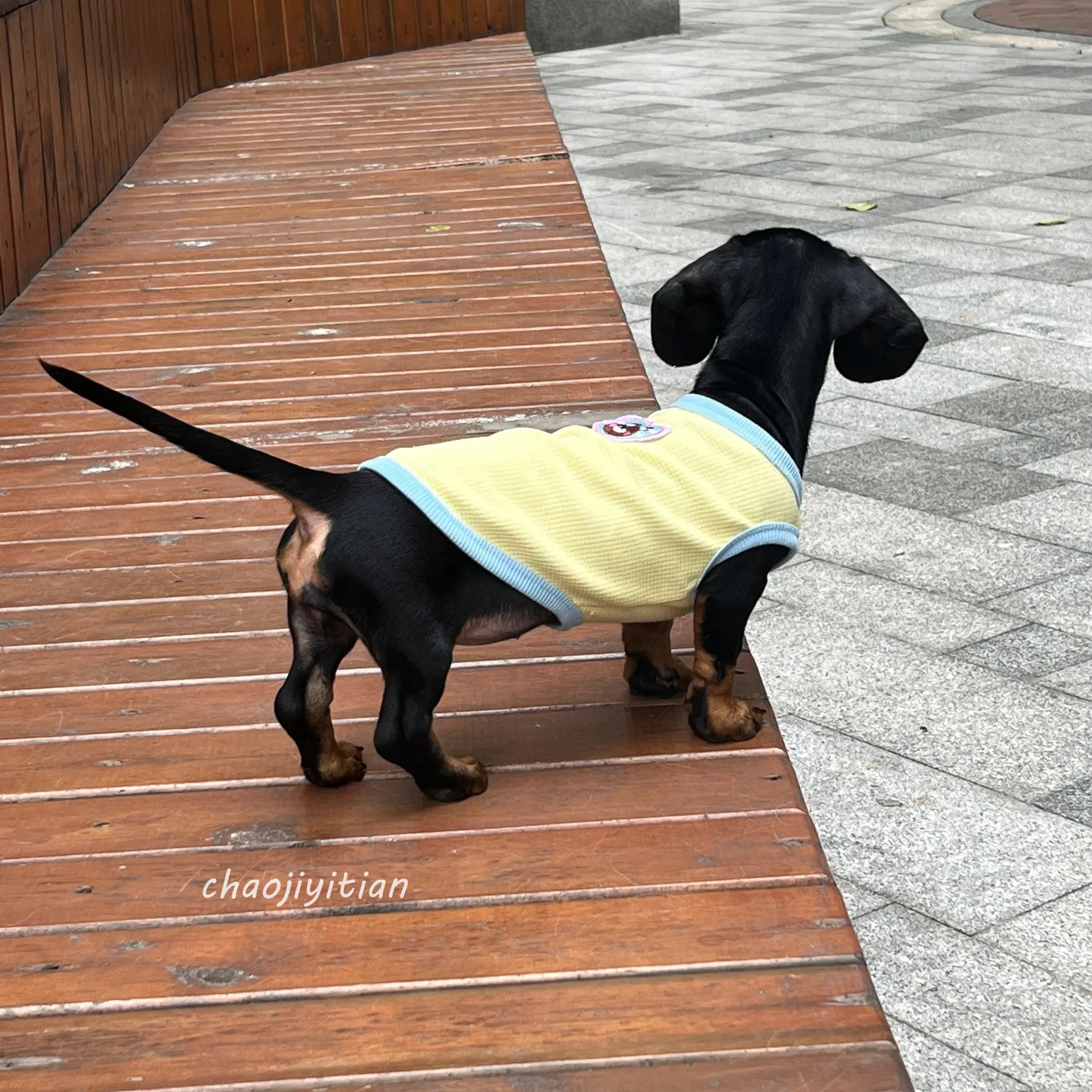 Suéter de Pug