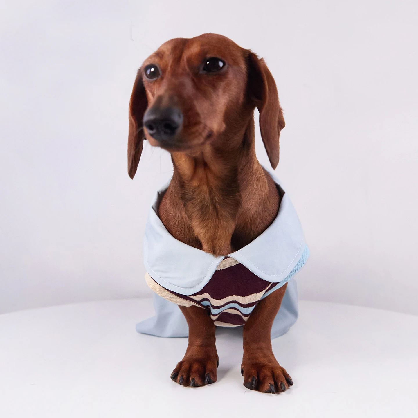 Ajuste de la camiseta en perro salchicha