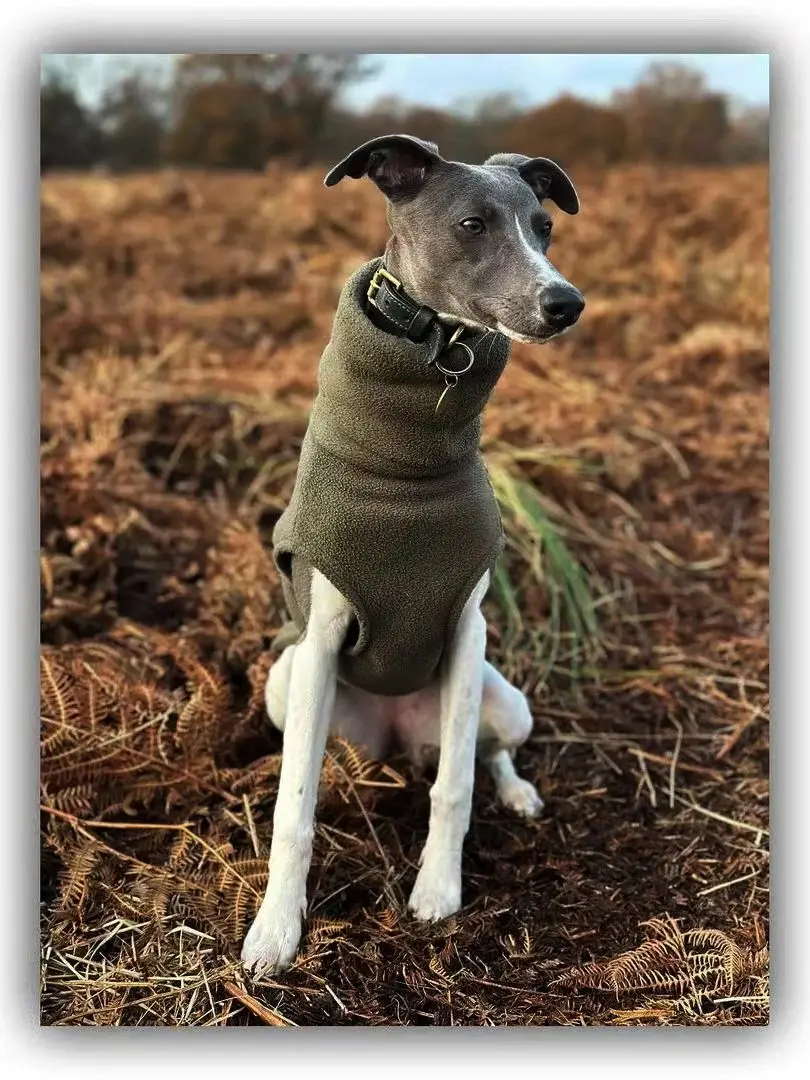 Suéter para galgo italiano en gris