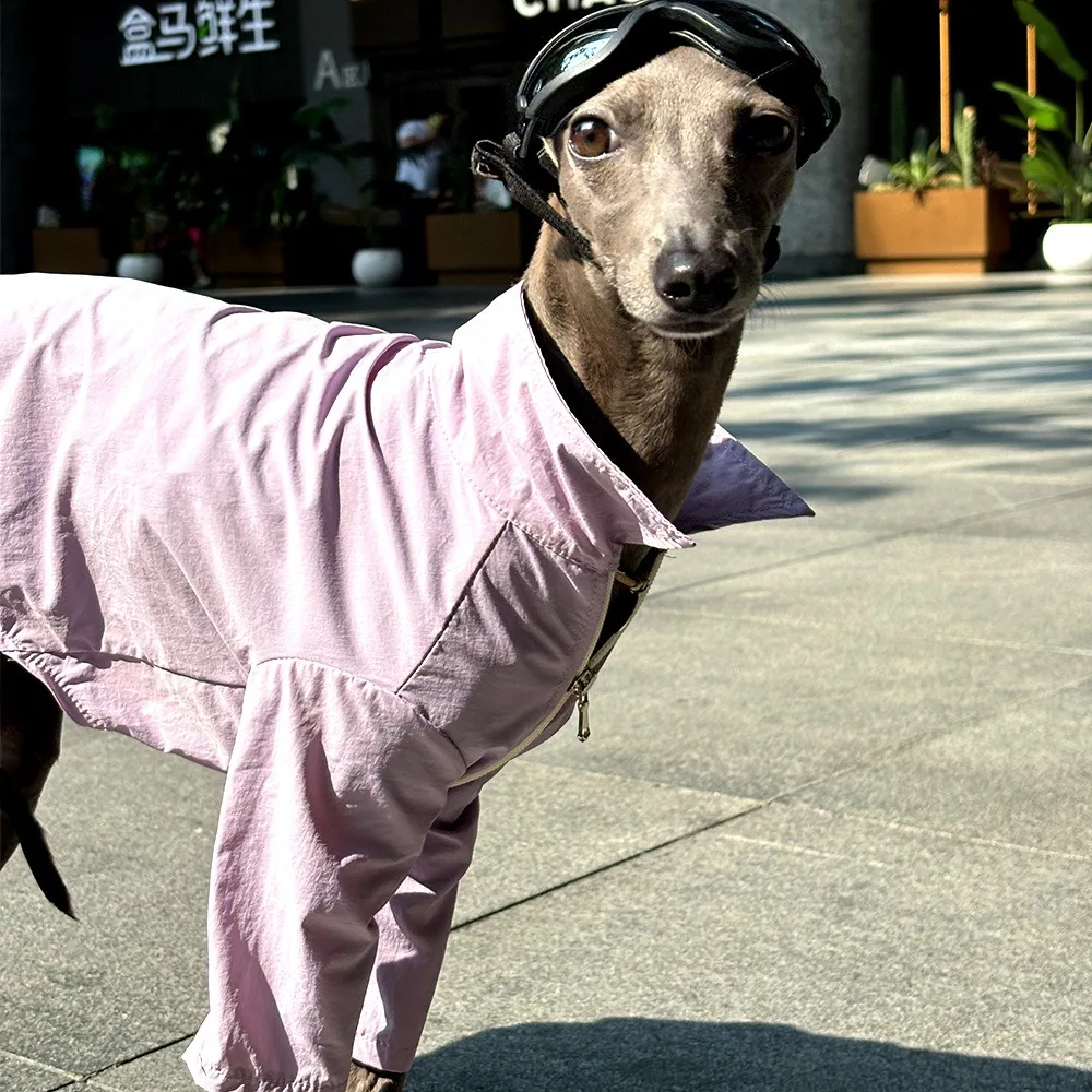 Camiseta anti-UV para perros Greyhound y Whippet, secado rápido - imagen 5