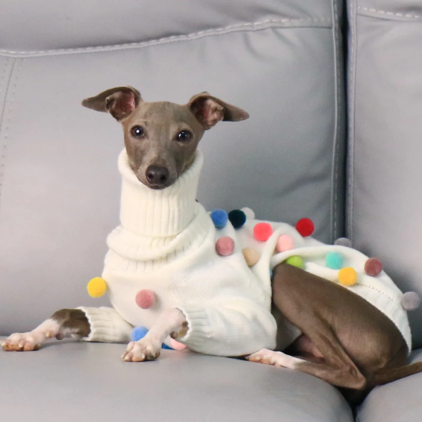 Whippet con suéter blanco en pose festiva