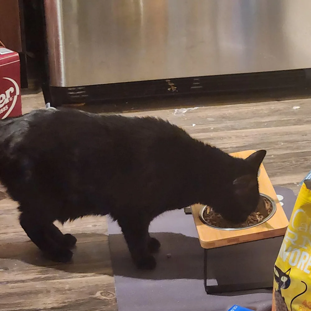 Comedero elevado con tapete de silicona para gatos y perros pequeños - imagen 5