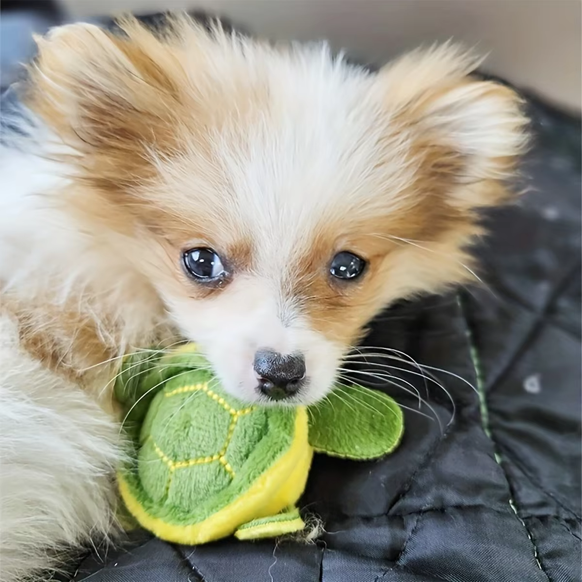 Juguete de peluche con forma de tortuga marina para gatos y perros - imagen 4