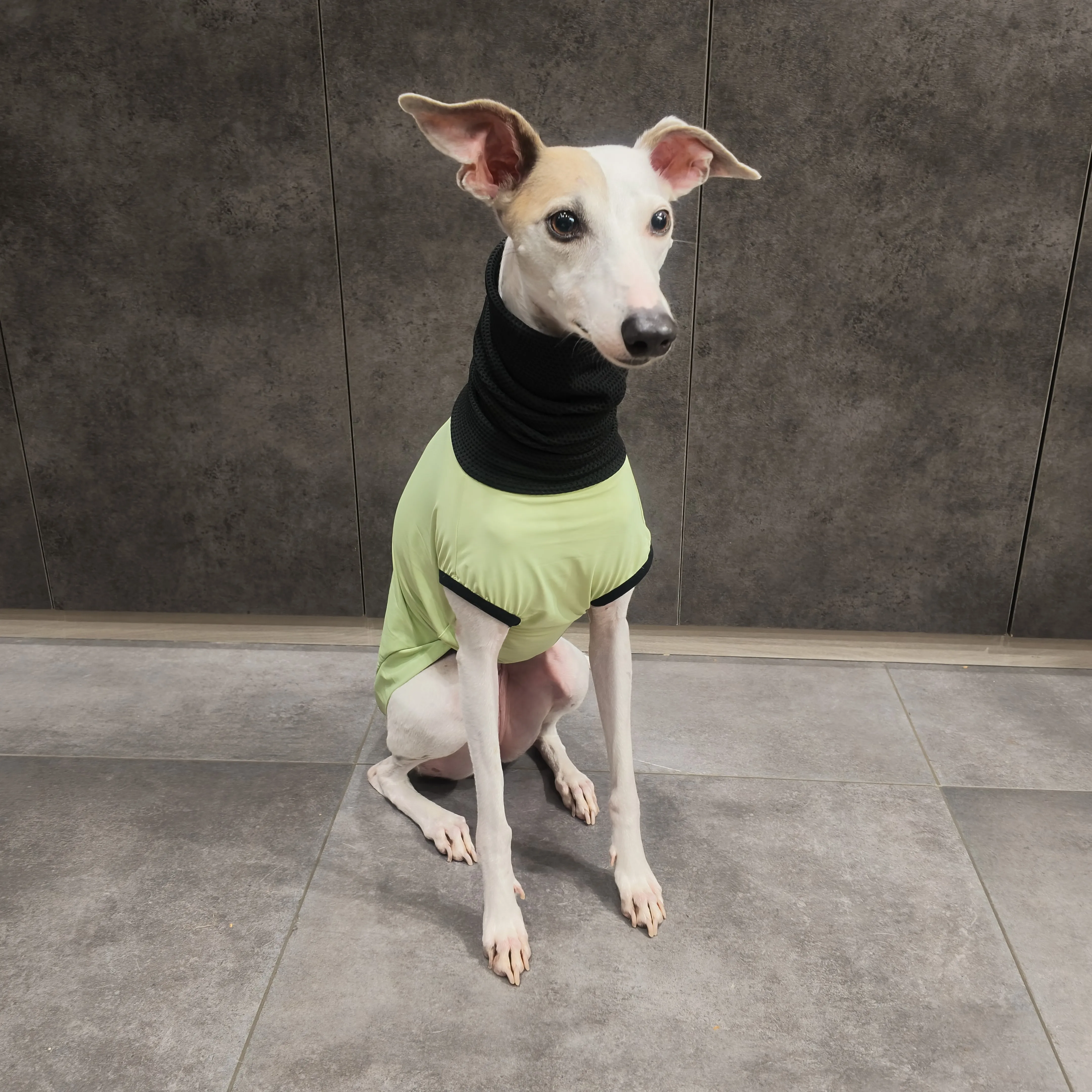 Camiseta verano perro UPF 100+ galgos y whippets, cuello alto