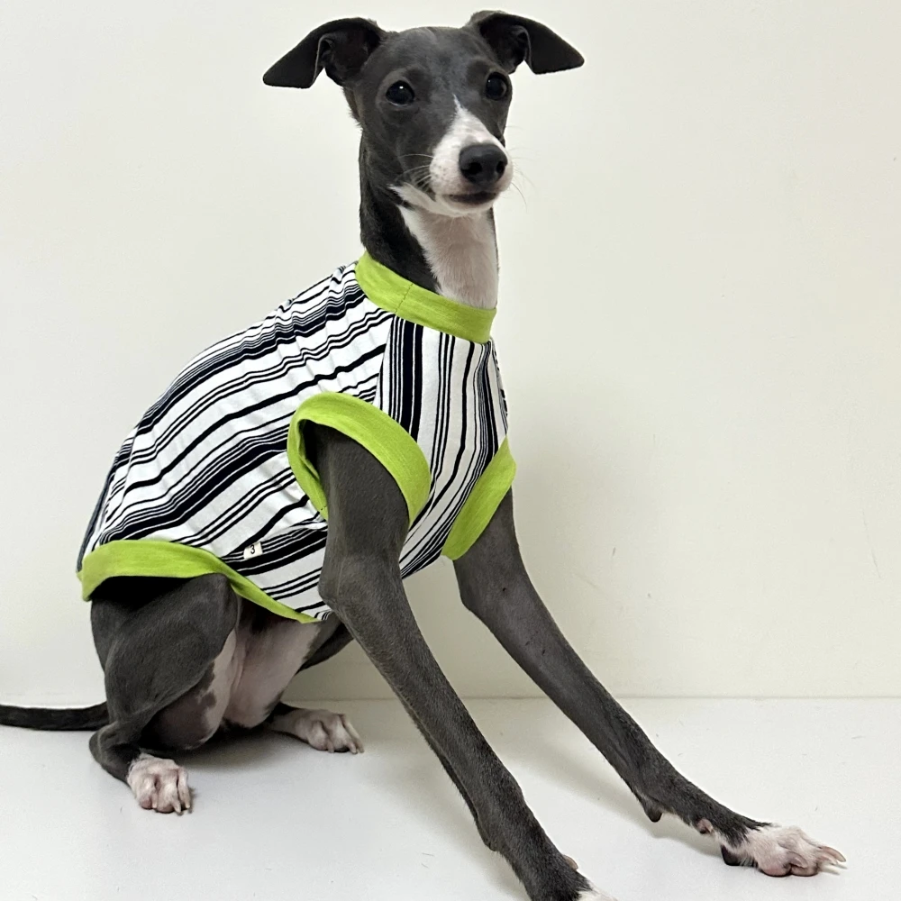 Camiseta rayas verdes de algodón para galgos italianos y whippet - imagen 4