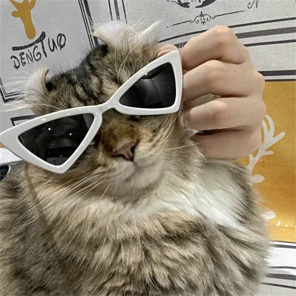 Gafas para gatos persas perspectiva