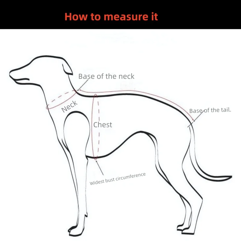 Prueba de ajuste en perro mediano