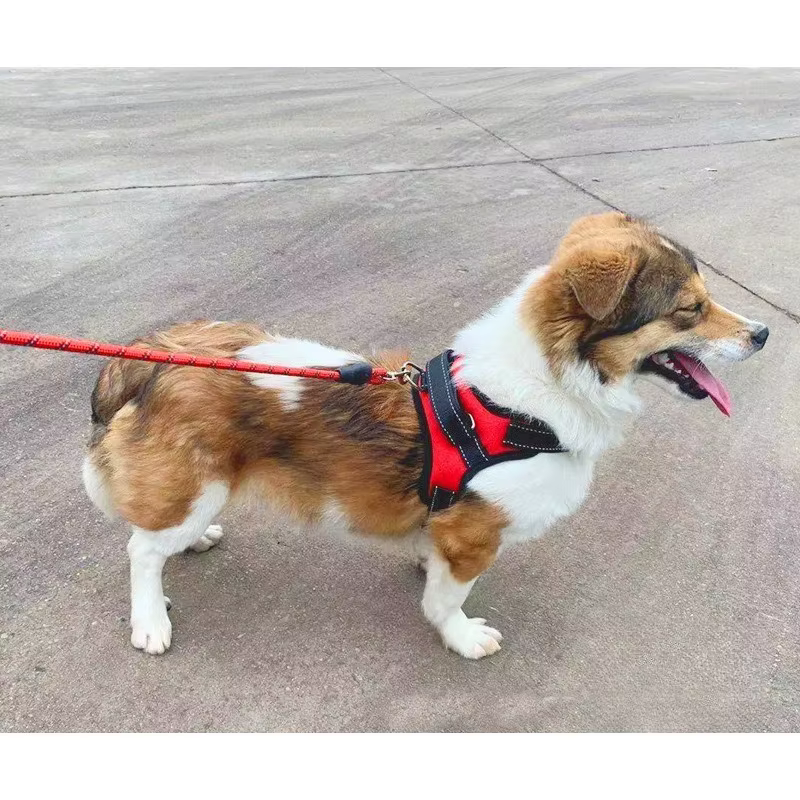 Arnés sin tirones para perros pequeños y medianos, Corgi y Chihuahua - imagen 4