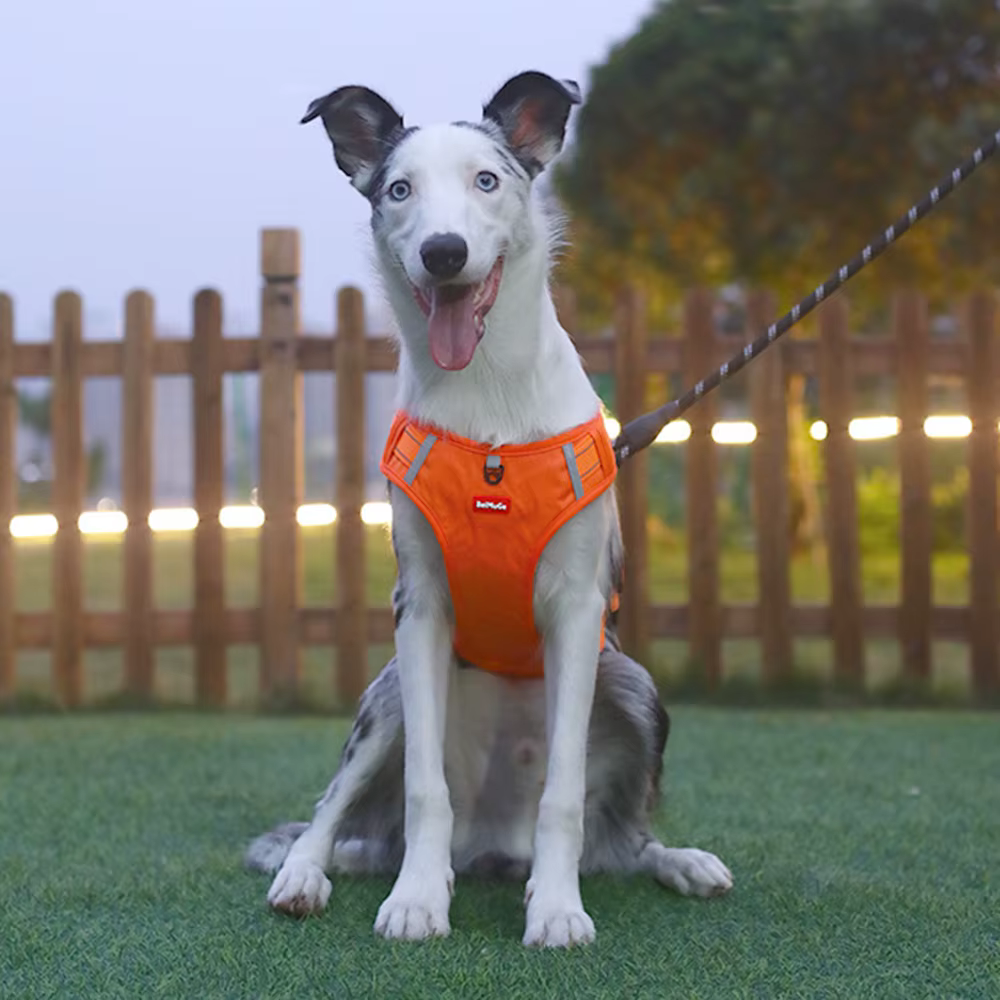 Arnés antitirones para perros grandes: Greyhound y Bulldog - imagen 4