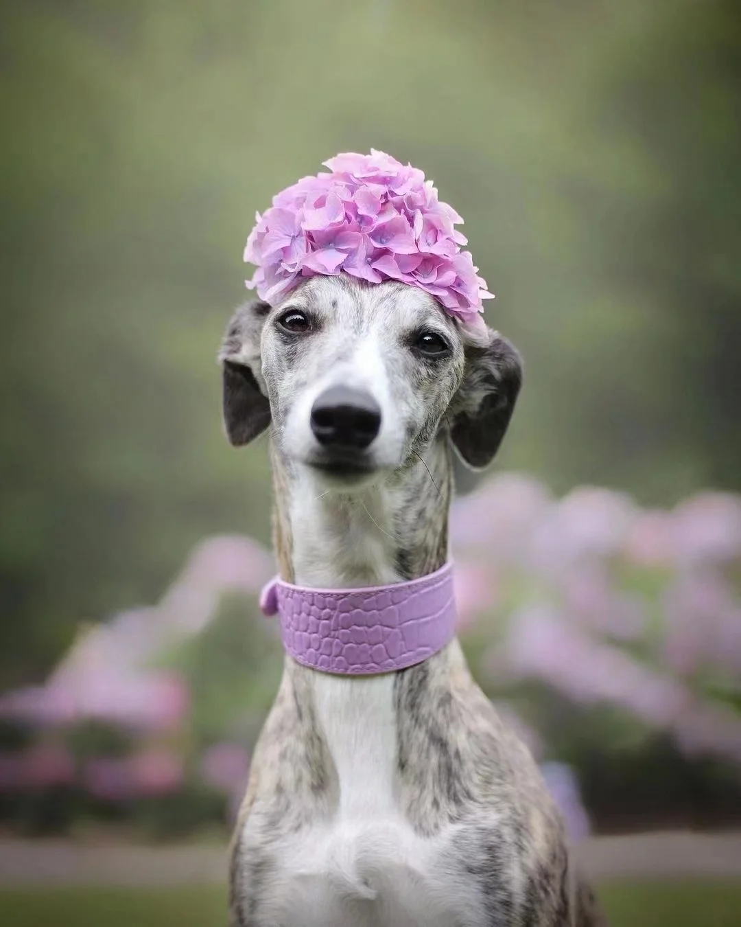 Collar ergonómico para greyhound italiano