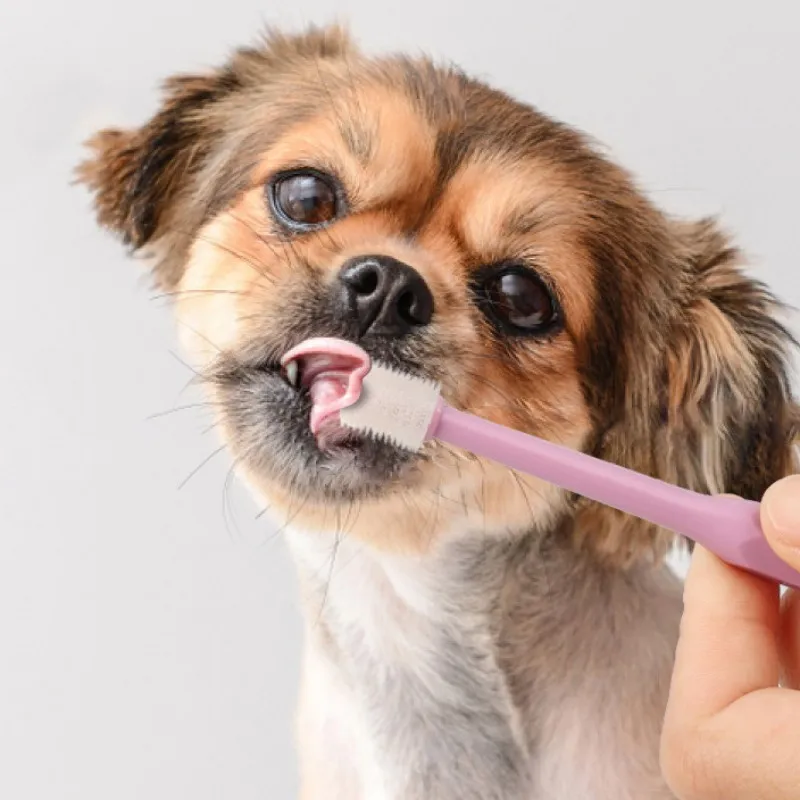 Aplicación en perro