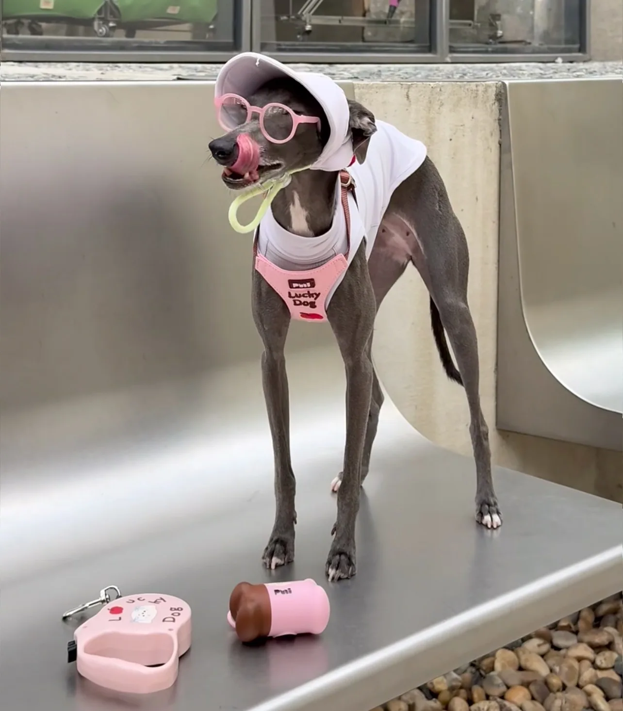 Perro jugando al aire libre con el sombrero puesto