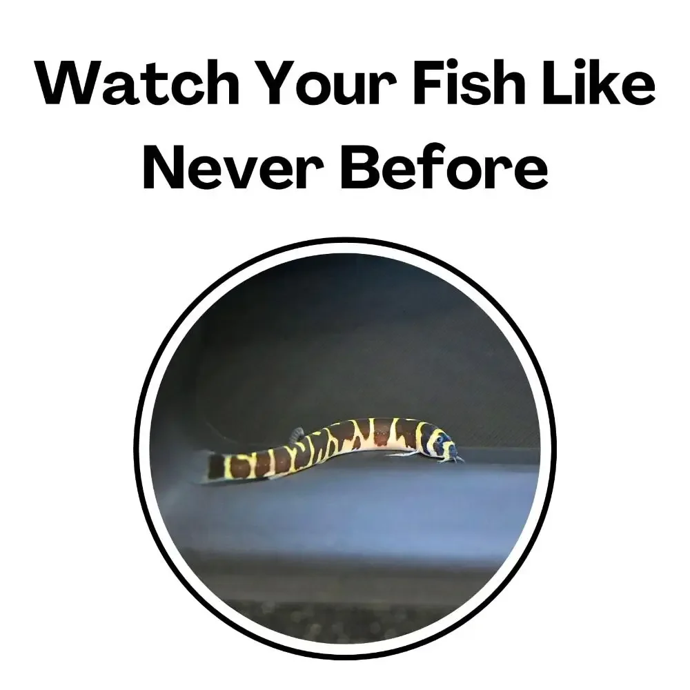 Túnel subterráneo para peces en conjunto