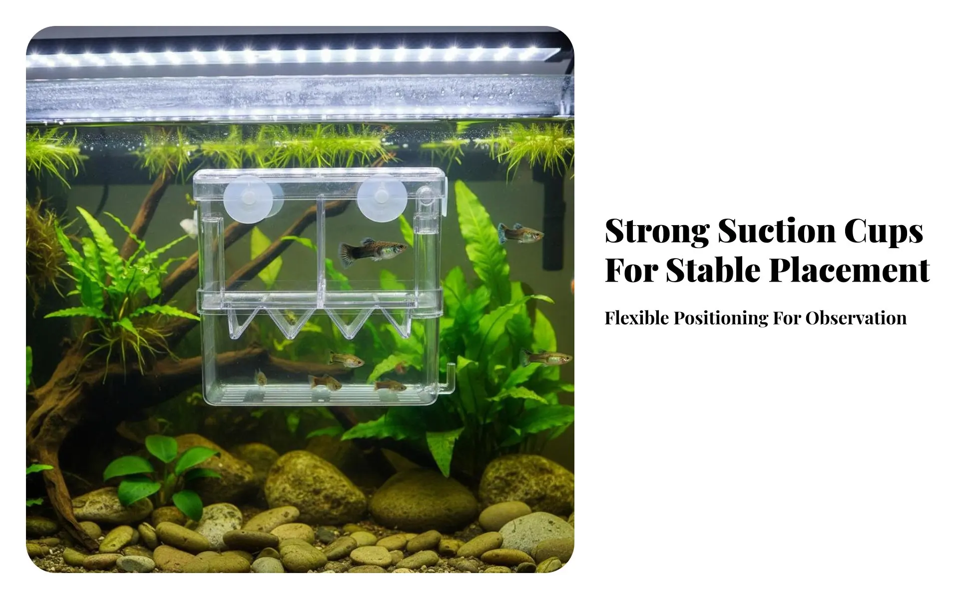 Uso como separador para peces agresivos