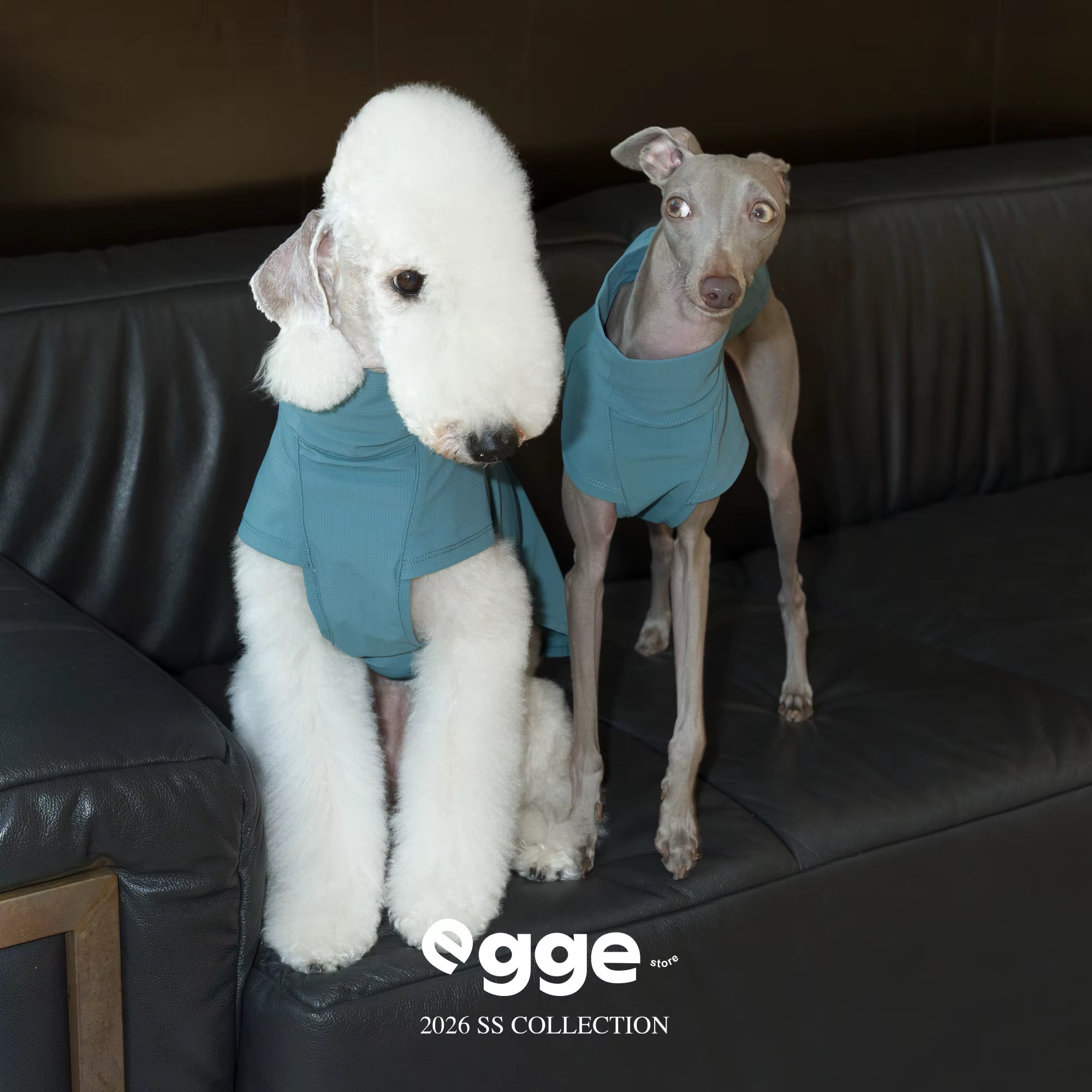 Chaleco refrigerante para galgos italianos y Whippets - imagen 5