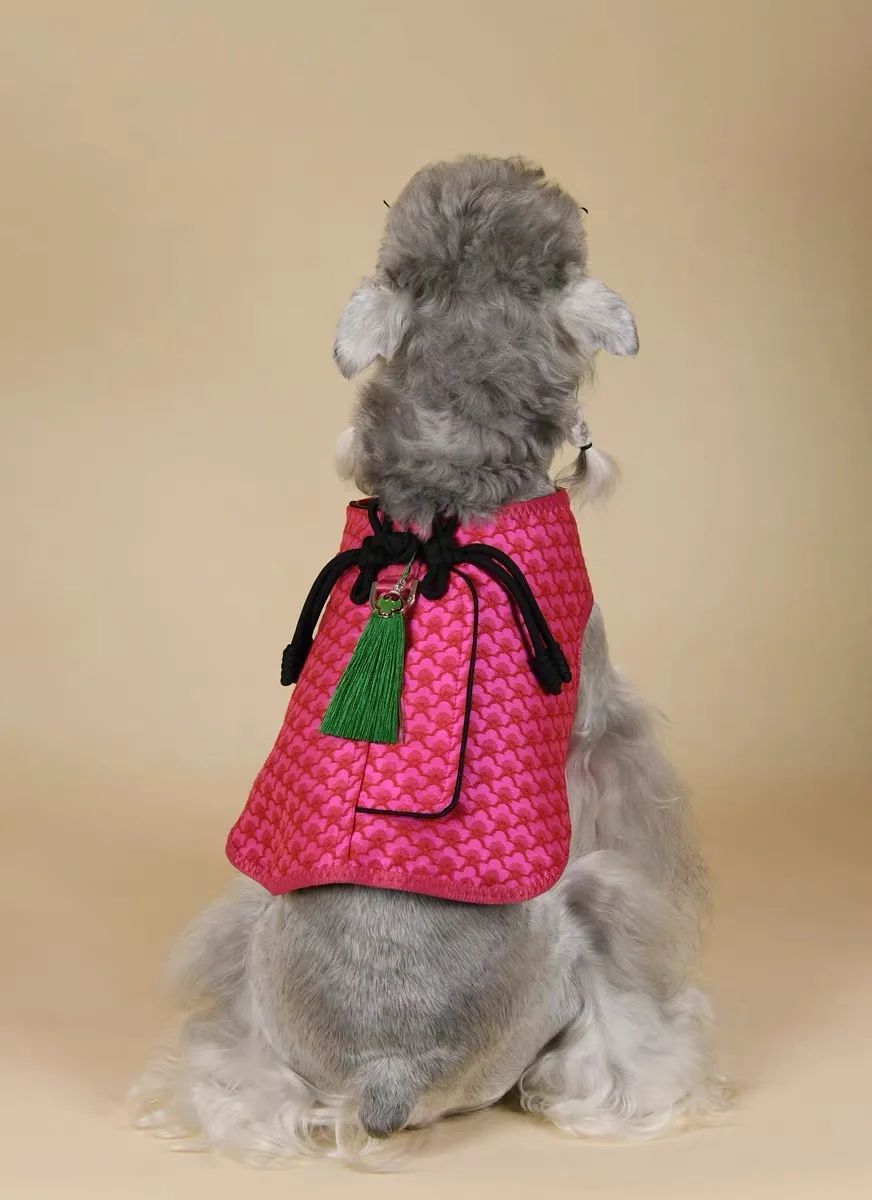 Arnés en perro Pomerania