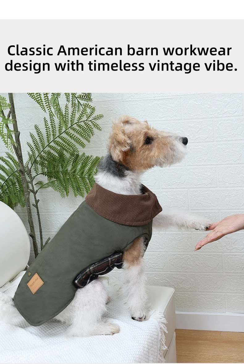 perro con gabardina vintage en exterior durante paseo