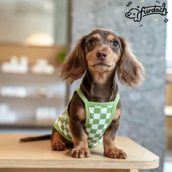 Camiseta transpirable de algodón para perritos Dachshund (Teckel)