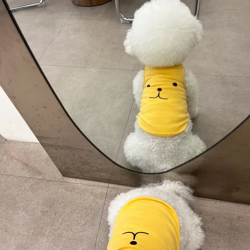 Camiseta en uso para perro pequeño