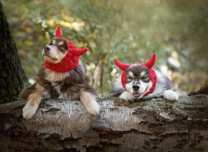 Dog wearing red devil crochet hat outdoors