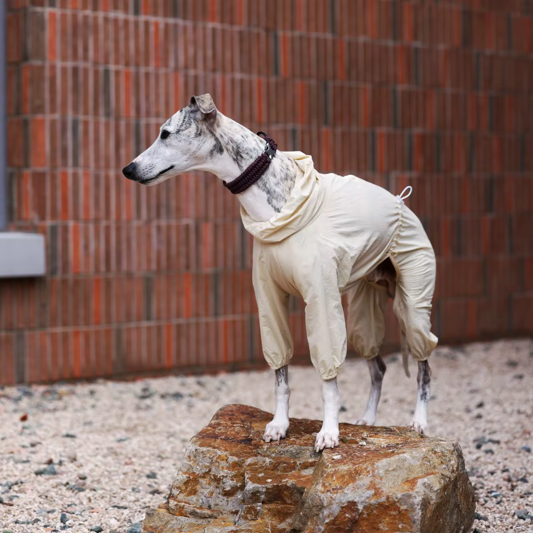 Camiseta solar UPF50 para Galgo Italiano y Whippet – Ligera y transpirable - imagen 3