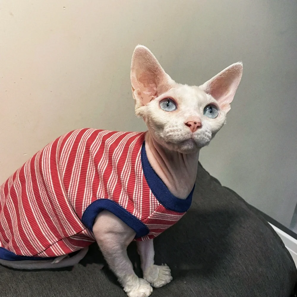 Gatito Devon Rex con la camiseta