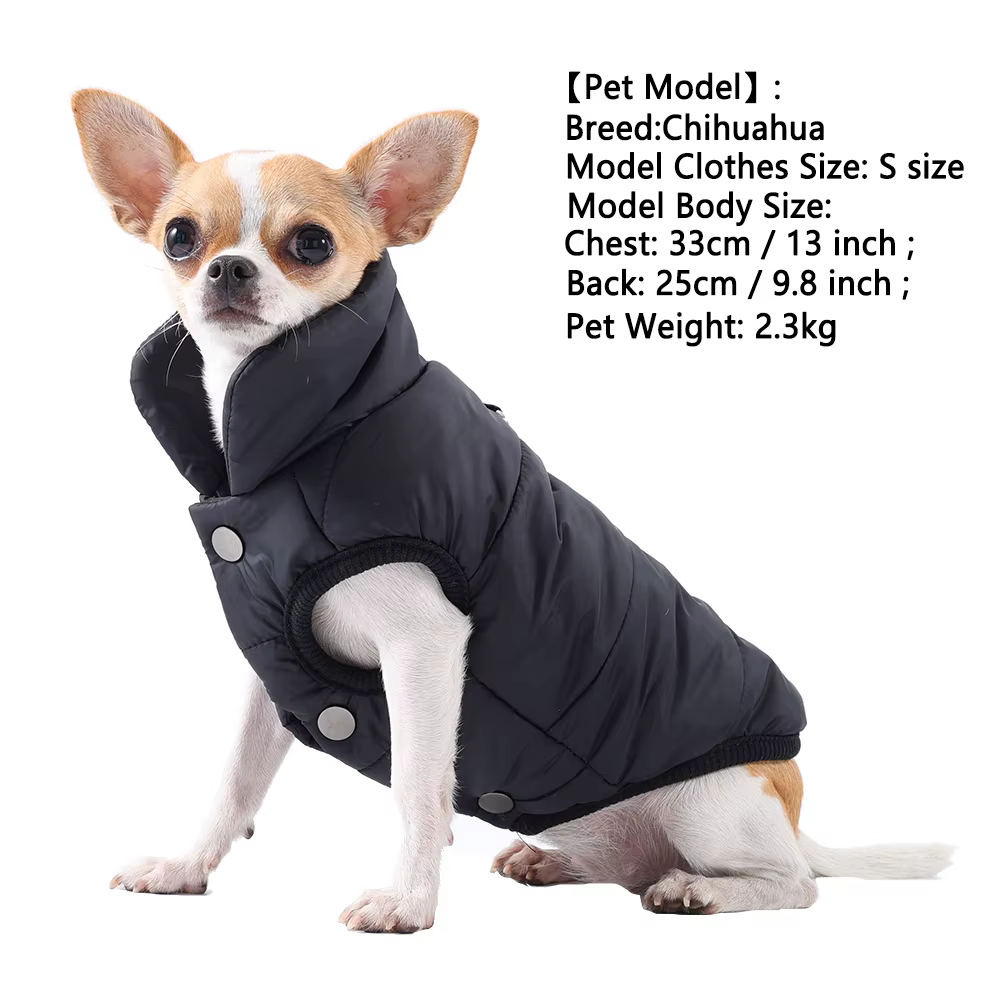 Chaqueta puesta en un Chihuahua negro