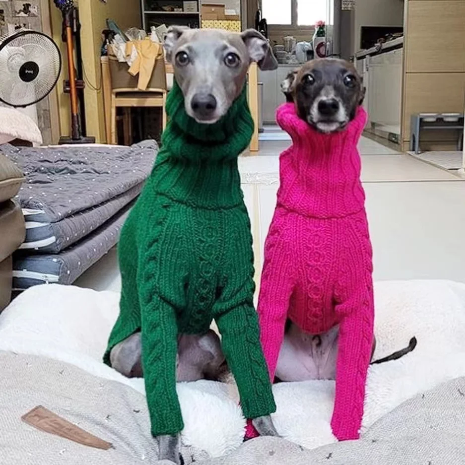 Dog model posing indoors wearing the sweater