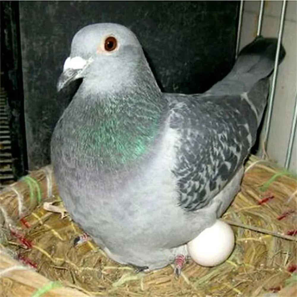 Conjunto de 20 huevos plásticos blancos sobre fondo oscuro