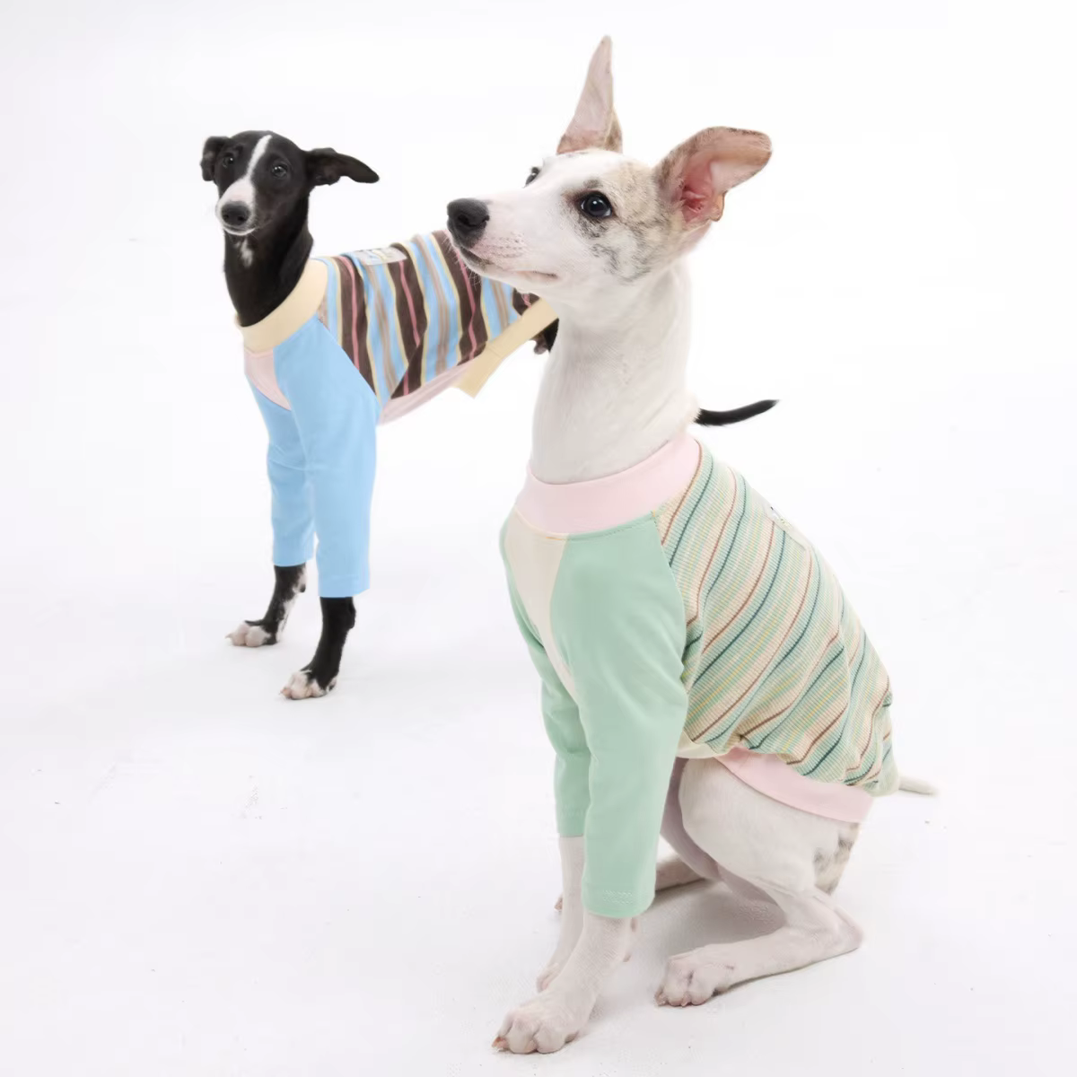Camiseta algodón para Whippet y Galgo Italiano – Rayas primavera-verano - imagen 2