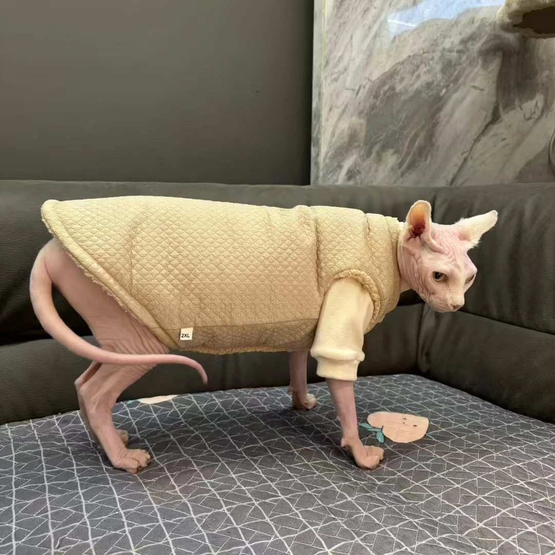 Gato cómodo en casa con abrigo