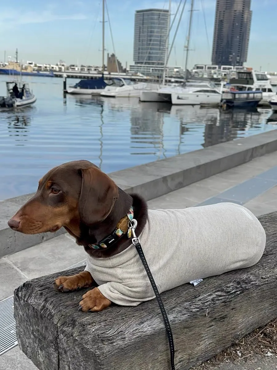 Medición de pecho en perro dachshund