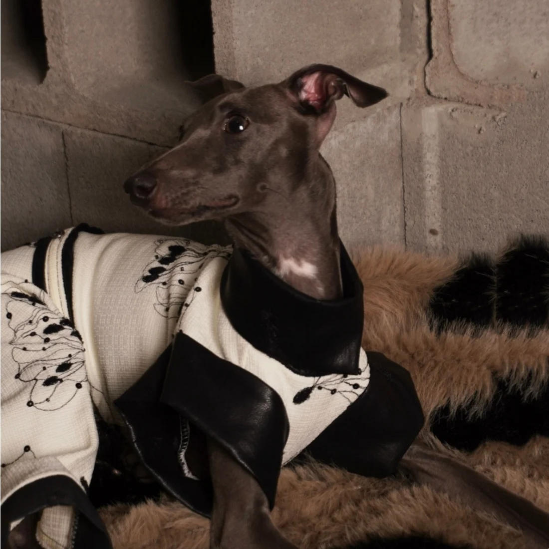 Mono beige floral para perro Galgo Italiano y Whippet con cuero negro - imagen 3