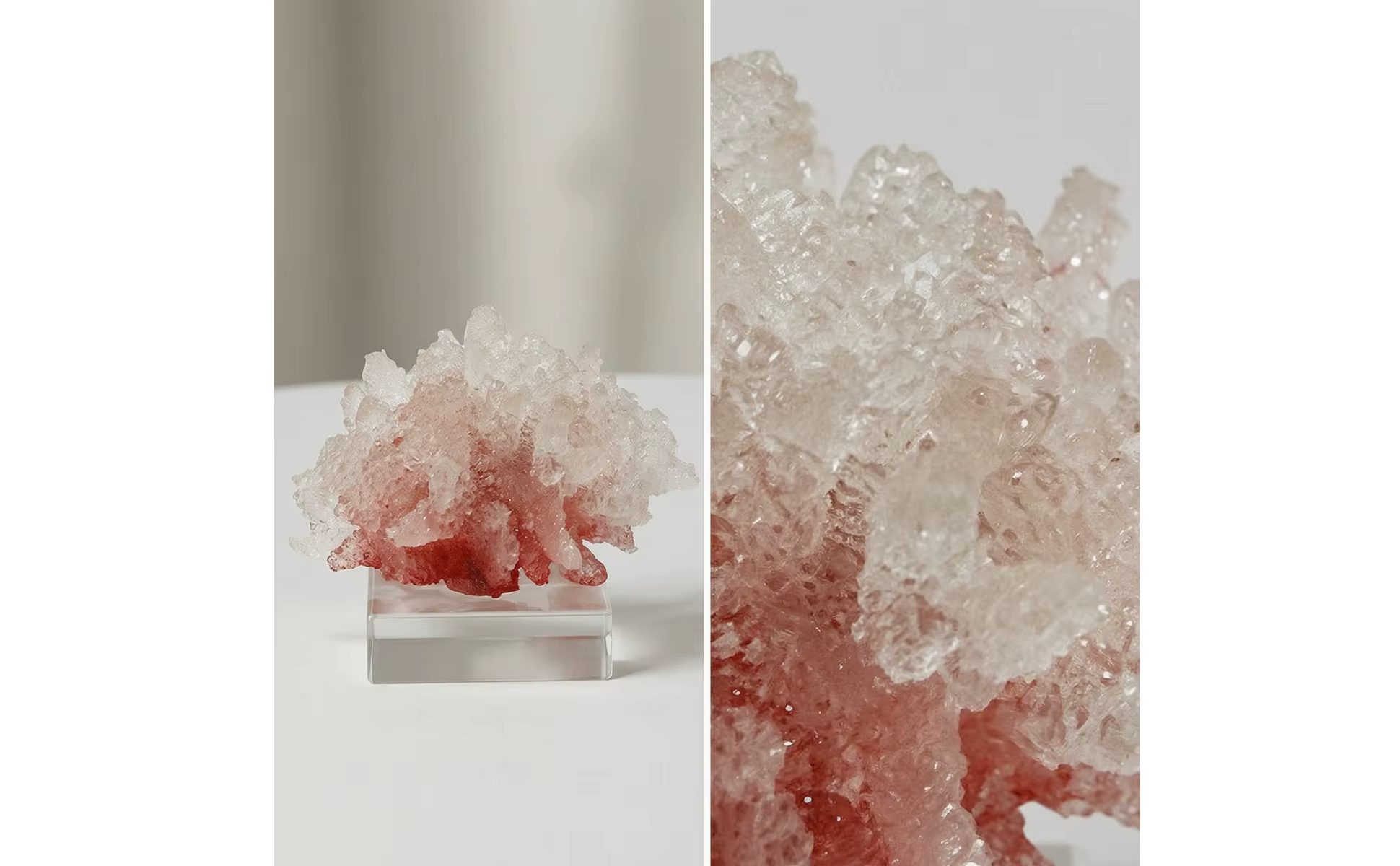 Escultura de Coral con Base de Acrílico