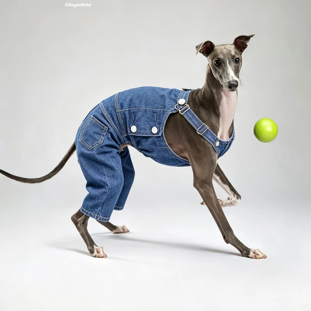 Pantalones vaqueros ajustables para perros – Moda primavera Galgo Italiano Whippet - imagen 3