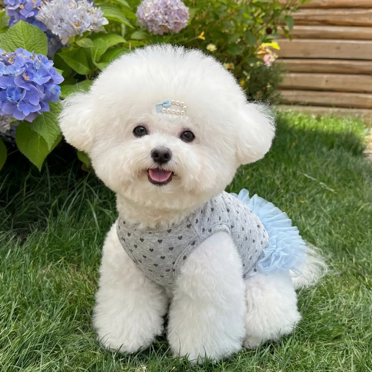 Perro usando el vestido en parque