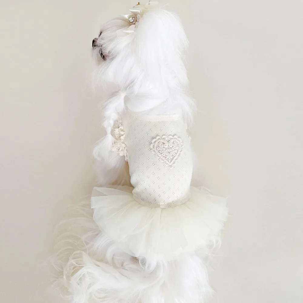 Perro usando el vestido en exteriores