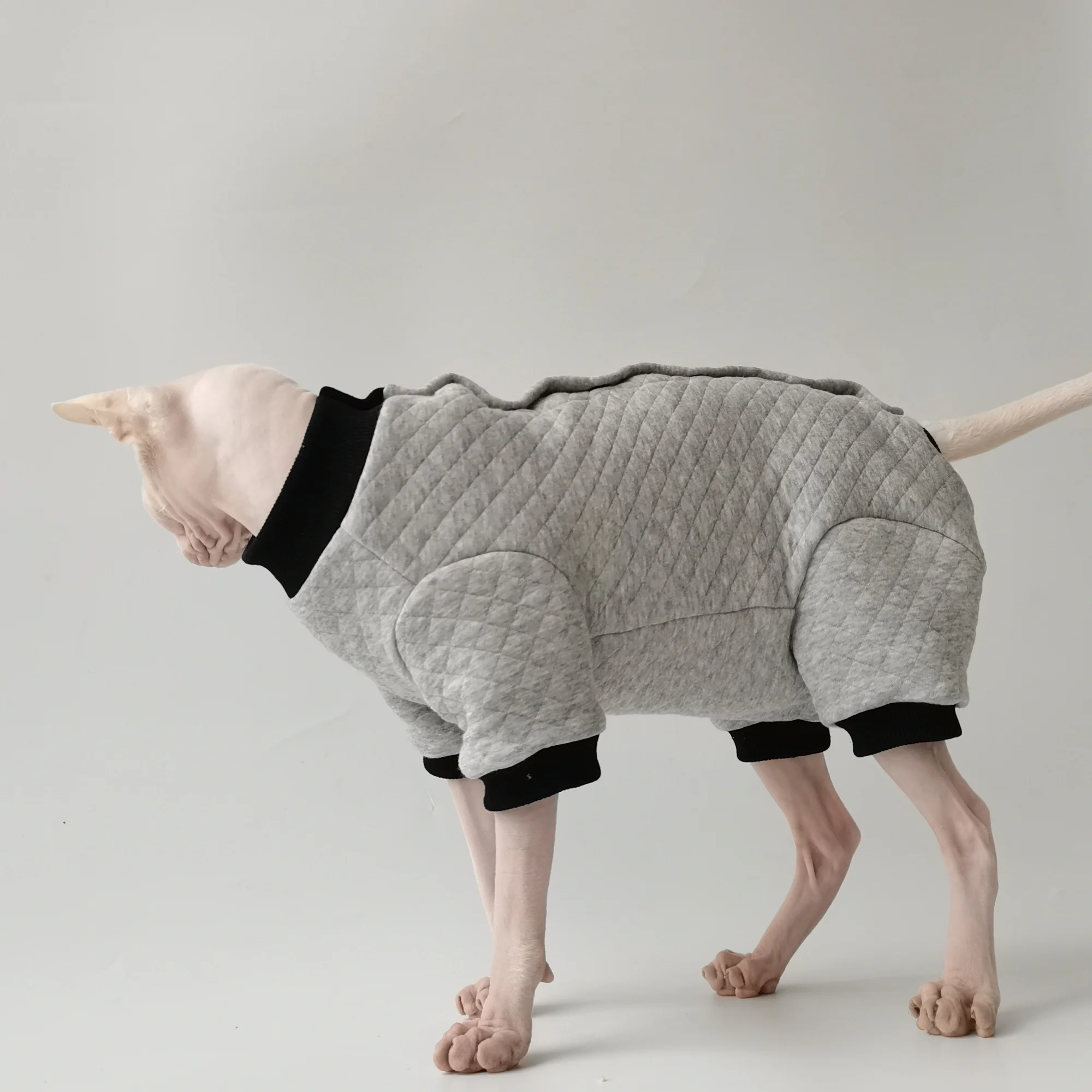 Gato Sphynx usando el abrigo gris en exterior