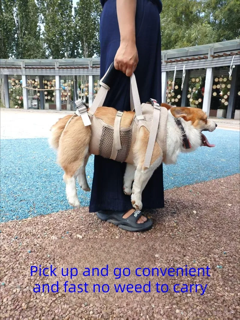 Scooter de 2 ruedas para perro