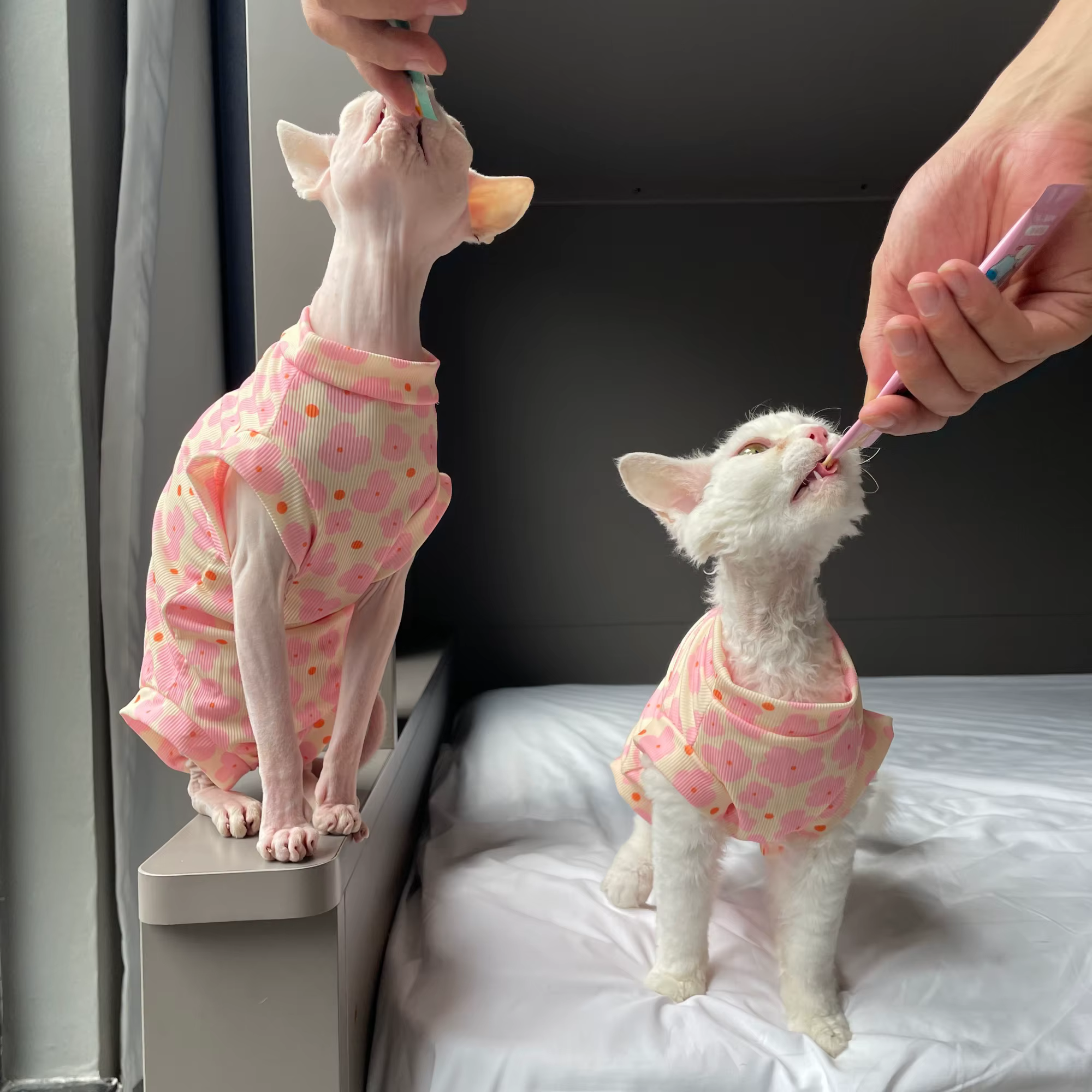 Pijama mono floral rosa para gatos Sphynx, suave y elástico