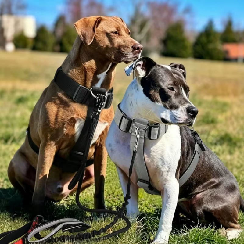 Arnés ajustable anti-escape para perro y gato