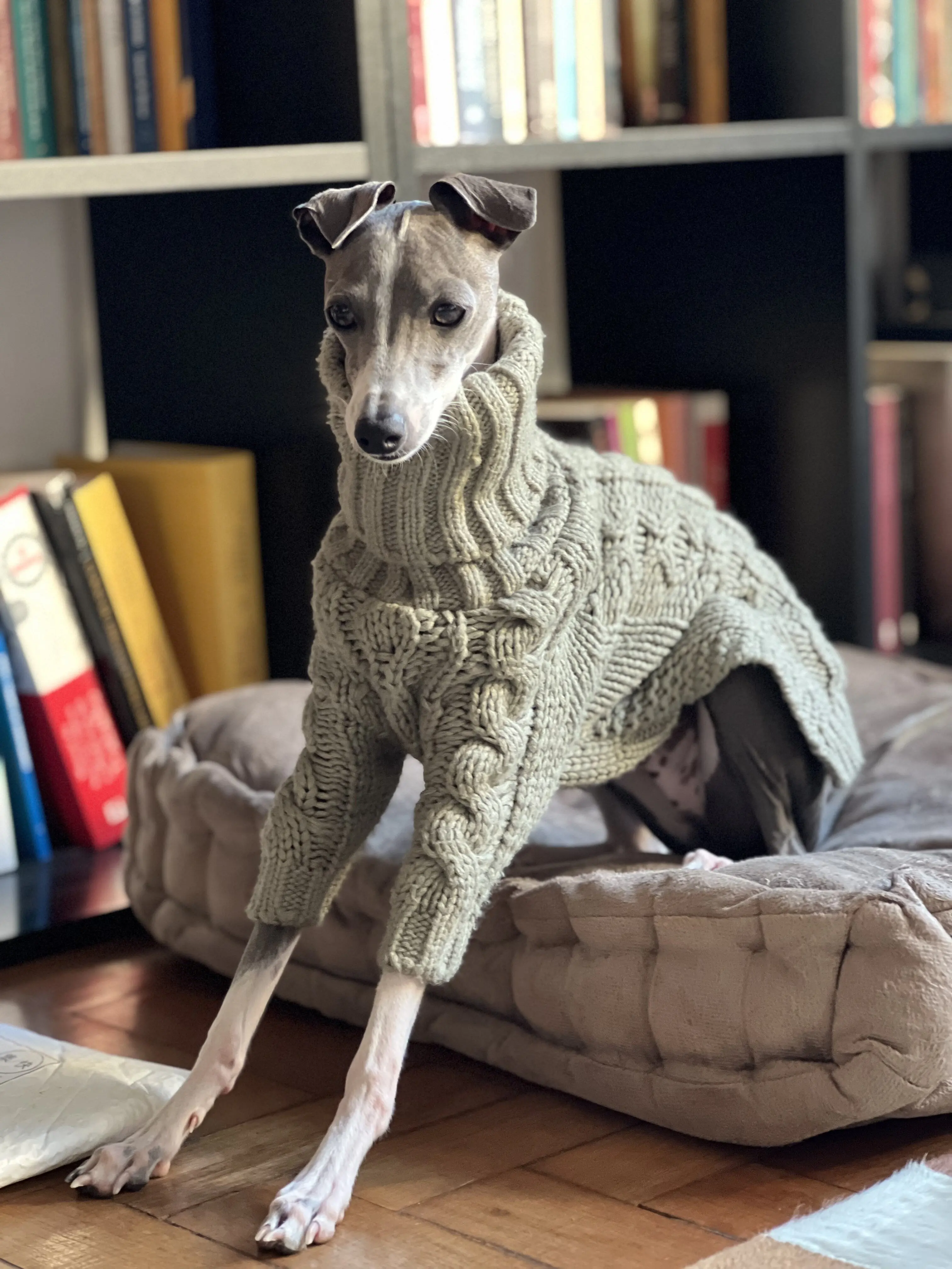 Perro pequeño usando el suéter